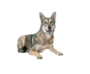 Vlooien- en tekenband voor honden - (lengte) 35cm - 60cm